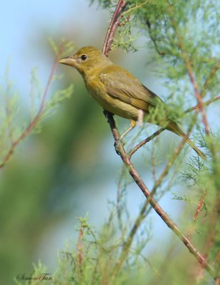 SUTA07-20-Summer-Tanager.jpg