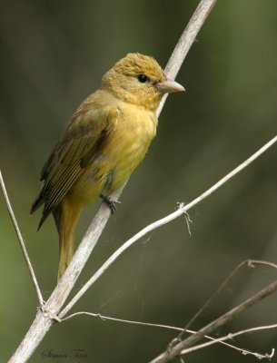 SUTA07-22-Summer-Tanager.jpg