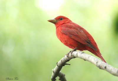 SUTA07-24-Summer-Tanager.jpg