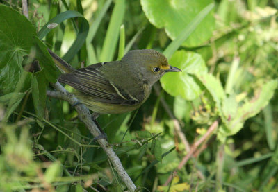 WEVI07-20-White-eyed-Vireo.jpg