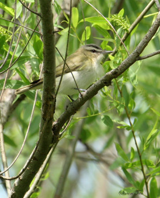 REVI07-12-Red-eyed-Vireo.jpg