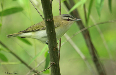 1142 - Red-eyed Vireo