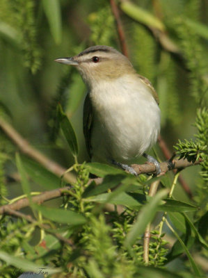 REVI07-16-Red-eyed-Vireo.jpg