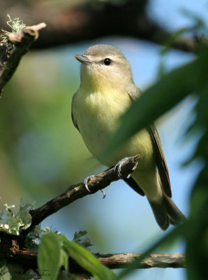 1146 - Philadelphia Vireo