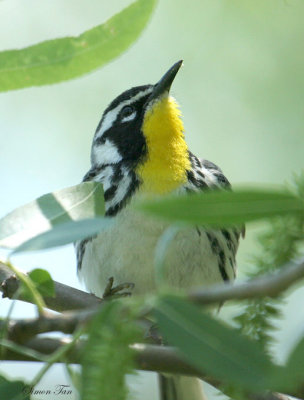 1126 - Yellow-throated Warbler