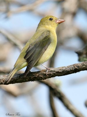 SCTA07-22-Scarlet-Tanager.jpg