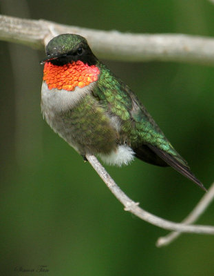 1012 - Ruby-throated Hummingbird