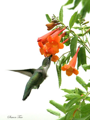 RTHU07-44-Ruby-throated-Hummingbird.jpg