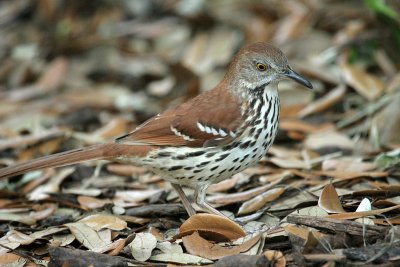 BRTH07-24-Brown-Thrasher.jpg