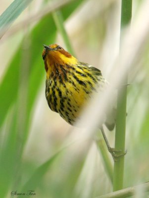1135 - Cape May Warbler