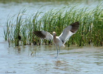 AMAV07-12-American-Avocet.jpg