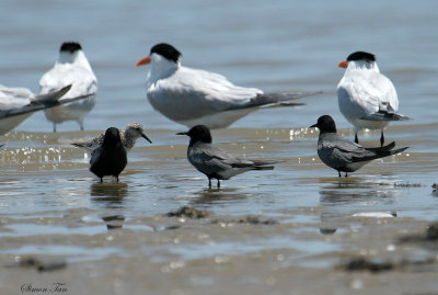 BLTE07-16-Black-Tern.jpg