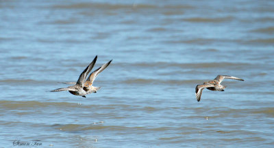 REKN07-16-Red-Knot.jpg