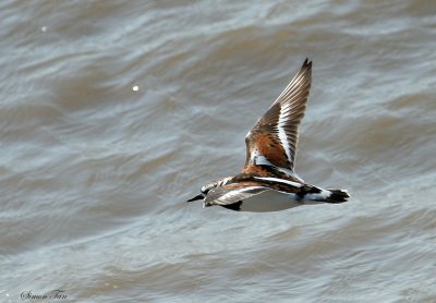 RUTU07-18-Ruddy-Turnstone.jpg