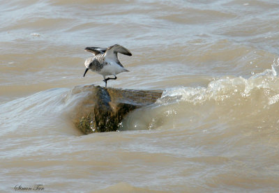 SAND07-14-Sanderling.jpg