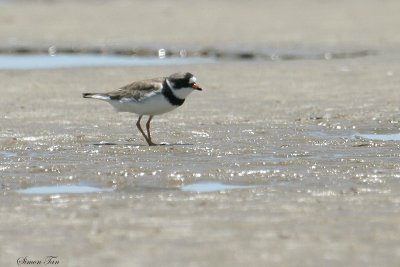 SEPL07-12-Semipalmated-Plover.jpg