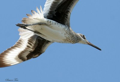 WILL07-12-Willet.jpg