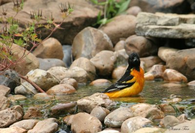 BAOR07-34-Baltimore-Oriole.jpg