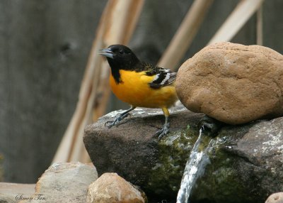 BAOR07-44-Baltimore-Oriole.jpg