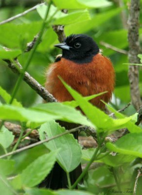 OROR07-16-Orchard-Oriole.jpg