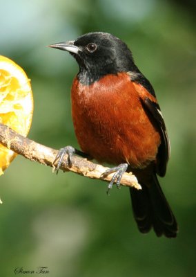 1158 - Orchard Oriole