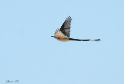 1174 - Scissor-tailed Flycatcher