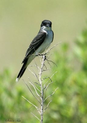 1172 - Eastern Kingbird