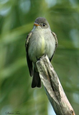 EAWP07-36-Eastern-Wood-Pewee.jpg