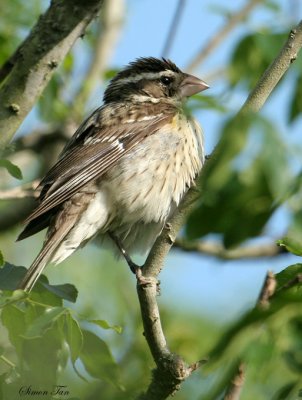 RBGR07-12-Rose-breasted-Grosbeak.jpg