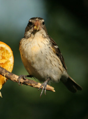 RBGR07-14-Rose-breasted-Grosbeak.jpg