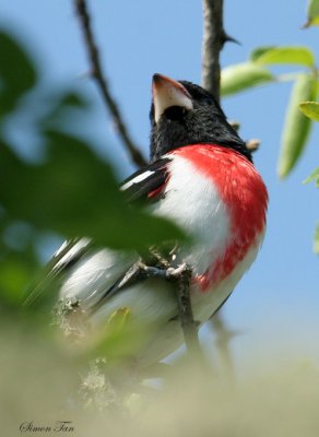 RBGR07-24-Rose-breasted-Grosbeak.jpg