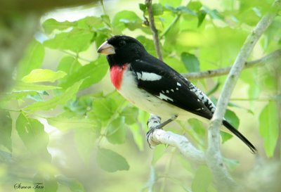 RBGR07-28-Rose-breasted-Grosbeak.jpg