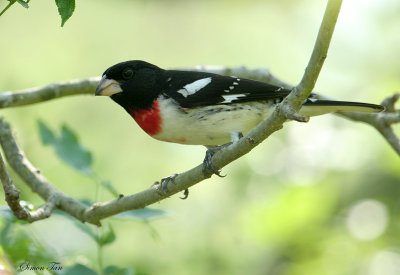 RBGR07-30-Rose-breasted-Grosbeak.jpg