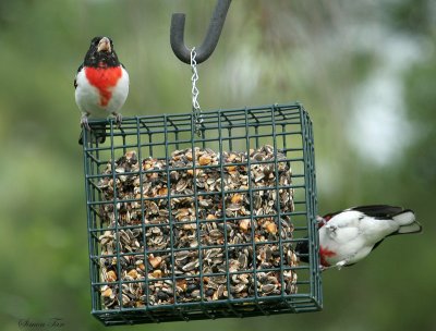 RBGR07-34-Rose-breasted-Grosbeak.jpg