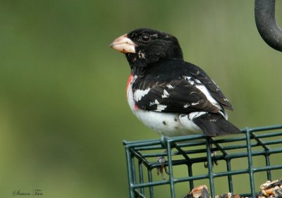 RBGR07-46-Rose-breasted-Grosbeak.jpg