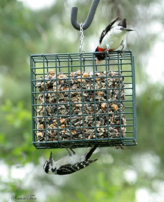 RBGR07-54-Rose-breasted-Grosbeak-Downy-Woodpecker.jpg