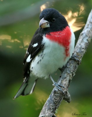 RBGR07-62-Rose-breasted-Grosbeak.jpg