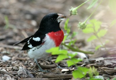 1150 - Rose-breasted Grosbeak