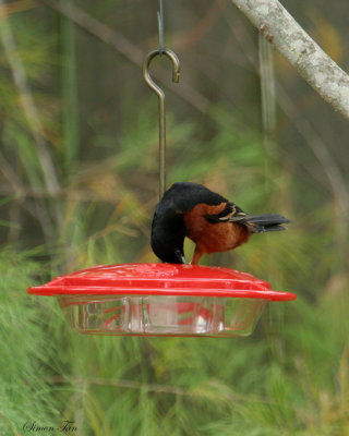 OROR07-54-Orchard-Oriole.jpg