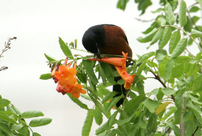 1158 - Orchard Oriole