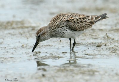 WRSA07-12-White-rumped-Sandpiper.jpg