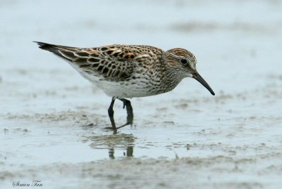 WRSA07-16-White-rumped-Sandpiper.jpg