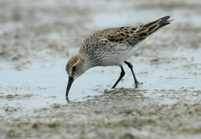 WRSA07-20-White-rumped-Sandpiper.jpg