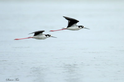 BNST07-18-Black-necked-Stilt.jpg