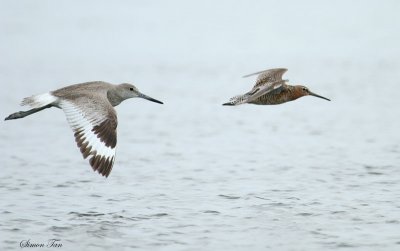 WILL07-16-Willet_SBDO.jpg