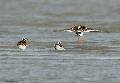 RUTU07-18-Ruddy-Turnstone.jpg