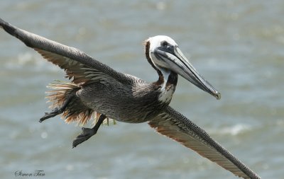 BRPE07-18-Brown-Pelican.jpg