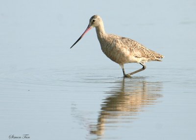 MAGO07-12-Marbled-Godwit.jpg