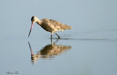 MAGO07-14-Marbled-Godwit.jpg