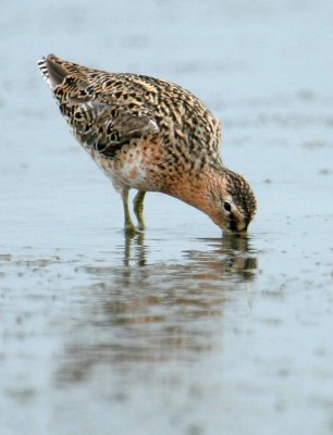 SBDO07-24-Short-billed-Dowitcher.jpg